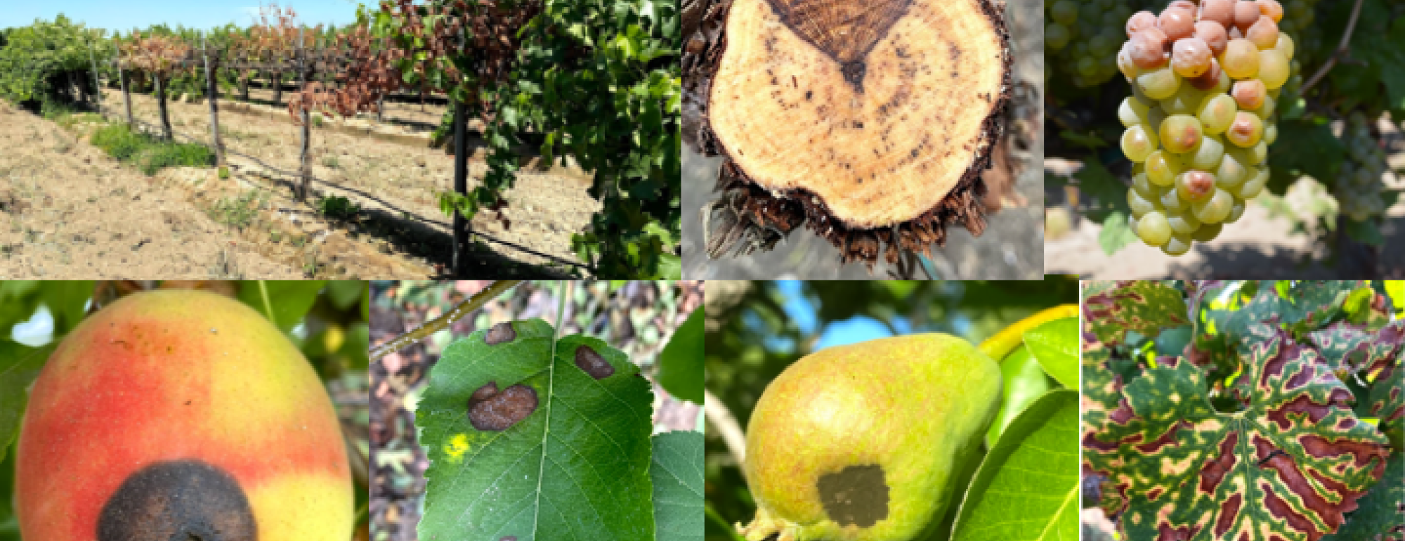 Diseases vines, canker and fruits 